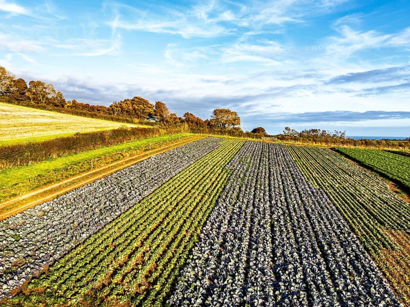 Fields and Farms at evening sun from a drone, Shaldon, Torquay, Devon, England, United Kingdom
