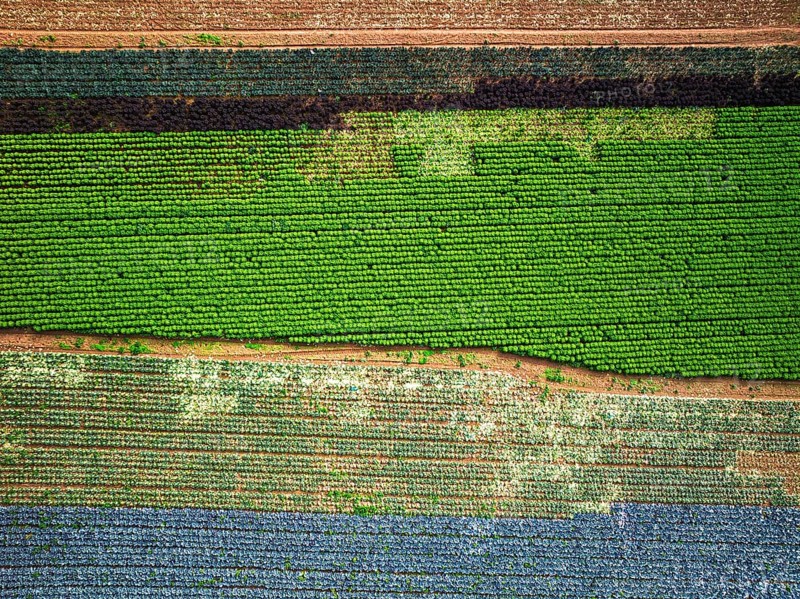 Top down view of red and green cabbage field from a drone, Devon, England, United Kingdom