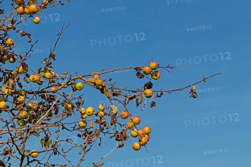 Wild apples (Malus sylvestris) on the Baltic Sea shore, Geltinger Birk nature reserve, Nieby, Schleswig-Holstein, Germany