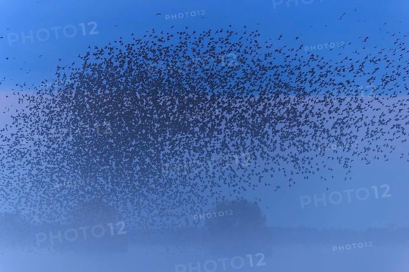 A dense flock of birds passes by in the morning mist, starling (Sturnus vulgaris), flock wildlife, Western Pomerania Lagoon National Park, Zingst, Mecklenburg-Western Pomerania, Germany