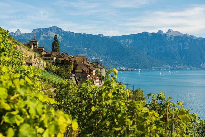 Picturesque village in the vineyards by the lake, Saint-Saphorin, Lavaux, UNESCO World Heritage Site, Lake Geneva, Lac Léman, Canton of Vaud, Switzerland