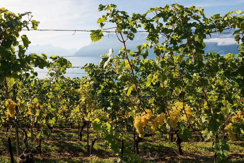 Grand Cru grapes, Rivaz, Lavaux, UNESCO World Heritage Site, Lake Geneva, Lac Léman, Canton of Vaud, Switzerland