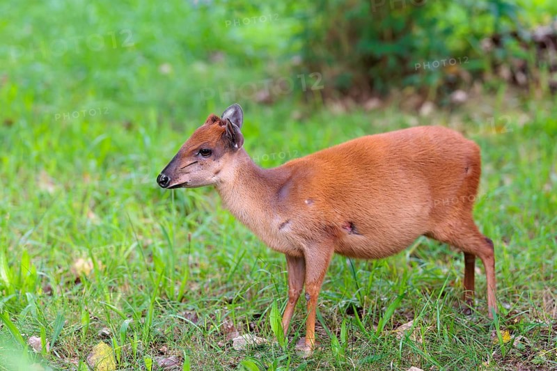 A female Red Forest Duiker (Cephalophus natalensis) stands in a green meadow, eating grass and herbs. Southeastern Africa