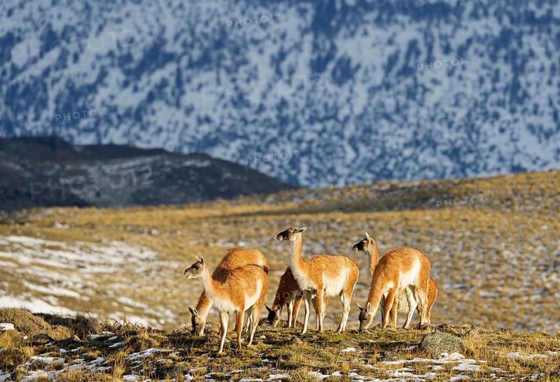 Guanacos (Llama guanicoe), Torres del Paine National Park, Patagonia, Chile, South America
