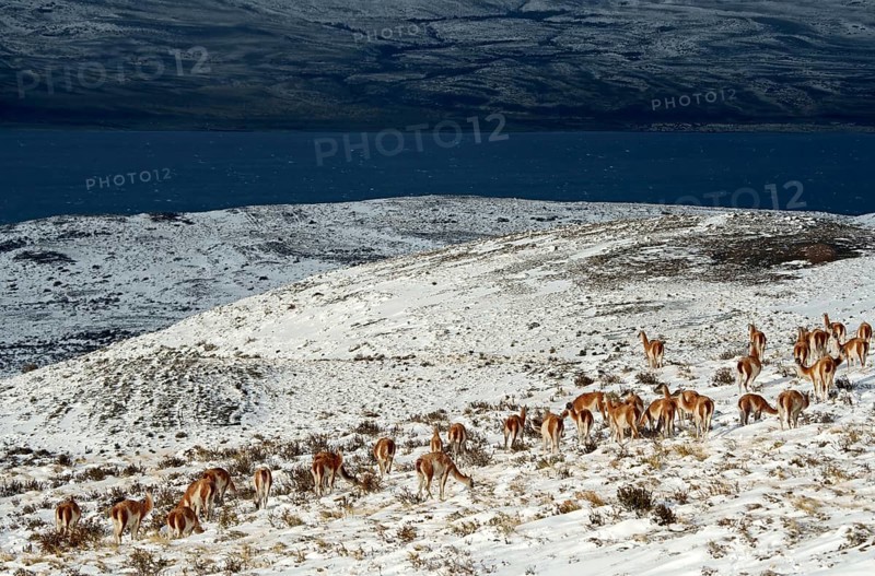 Guanacos (Llama guanicoe) in the snow, Torres del Paine National Park, Patagonia, Chile, South America