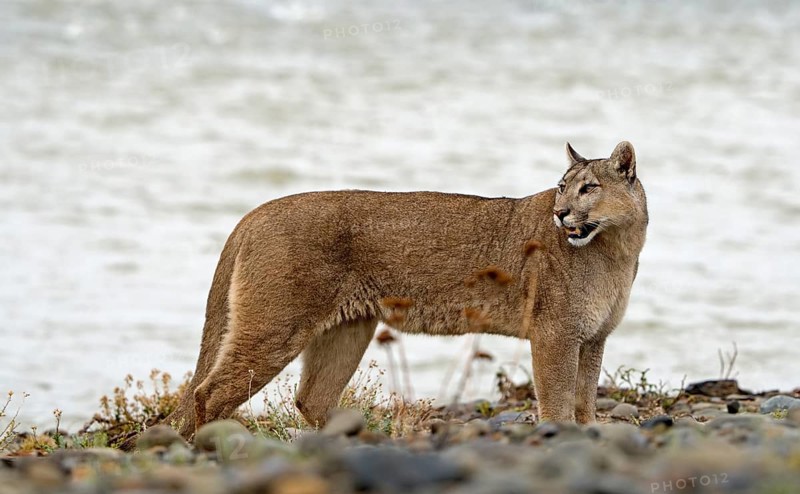 Cougar (Cougar concolor), Torres del Paine National Park, Chile, South America