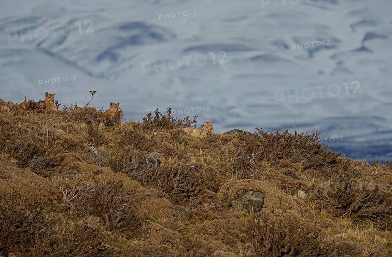 Cougar (Cougar concolor) female with cubs, Torres del Paine National Park, Chile, South America