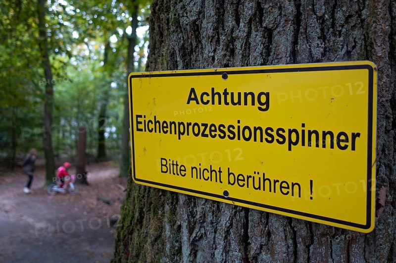A warning sign hangs on an oak tree with the words Caution - Oak processionary moth - Please do not touch! The oak processionary moth (Thaumetopoea processionea) is a butterfly (moth) of the family Notodontidae. In humans, the tiny stinging hairs of the caterpillars can cause allergic caterpillar dermatitis on contact with the skin, Stadtwald, Bad Homburg, Hesse, Germany