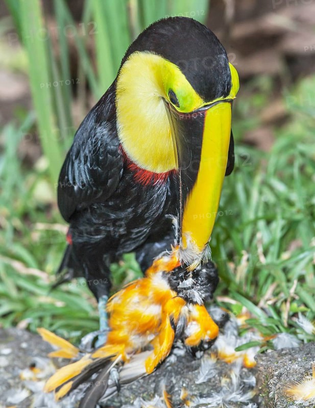 Chestnut-mandibled Toucan (Ramphastos swainsonii) feeding on a smaller bird, Sarapiqui, Costa Rica, Central America