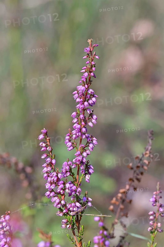 Flowering heather (Calluna vulgaris), heather, Trupacher Heide nature reserve, Siegen, North Rhine-Westphalia, Germany