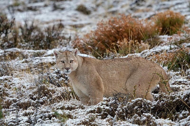 Cougar (Cougar concolor), Torres del Paine National Park, Chile, South America