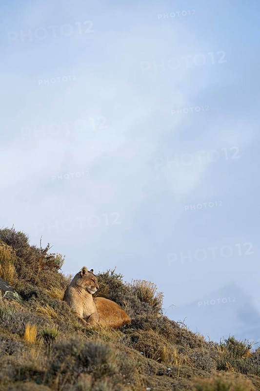 Cougar (Cougar concolor), Torres del Paine National Park, Chile, South America