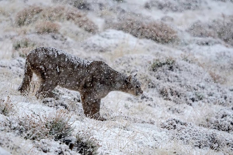 Cougar (Cougar concolor) in the snow, Torres del Paine National Park, Chile, South America
