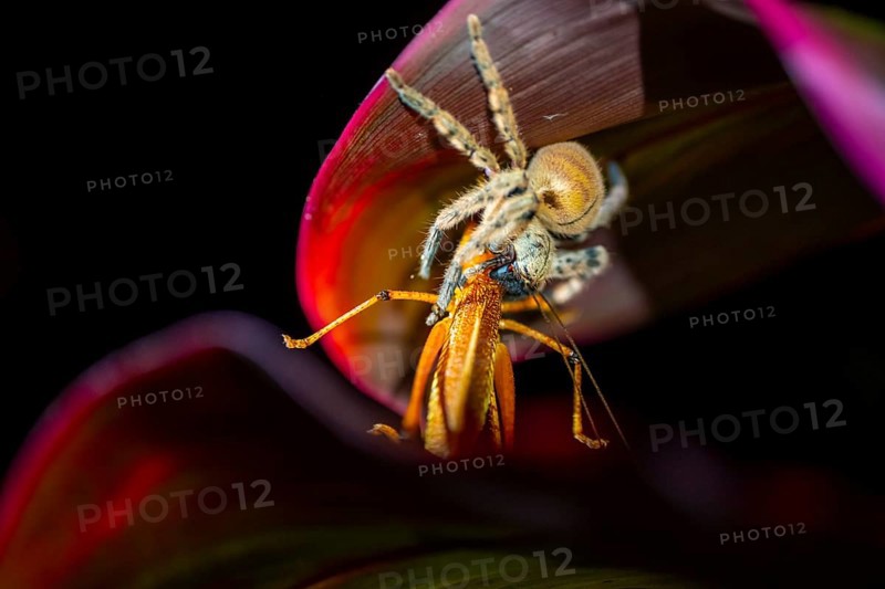 Comb spider (Ctenidae) with captured grasshopper, sitting on a leaf, at night, Puntarenas province, Costa Rica