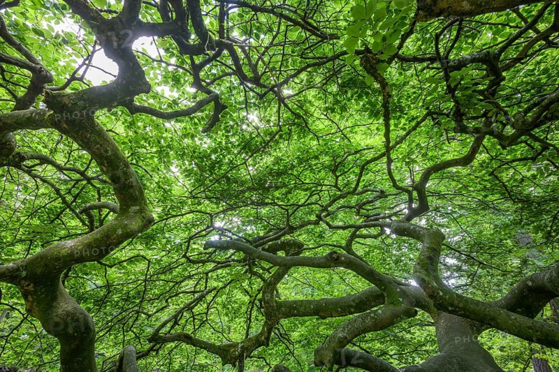Faux de Verzy beech forest, Verzy, Marne, France