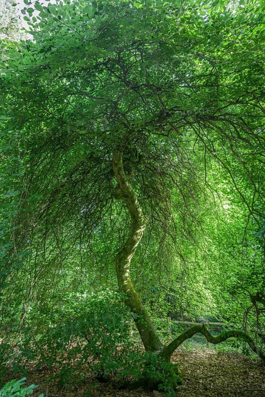 Faux de Verzy beech forest, Verzy, Marne, France