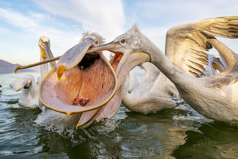 Dalmatian Pelican (Pelecanus crispus), Dalmatian Pelican, fighting, Lake Kerkini, Greece