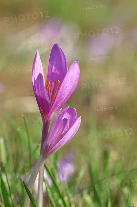 Autumn crocus (Colchicum autumnale), half-opened flowers in a meadow, endangered, protected poisonous plant species, native nature, wet meadow, autumn messenger, season, autumn, bulbous plant, poisonous plant, Wilnsdorf, North Rhine-Westphalia, Germany