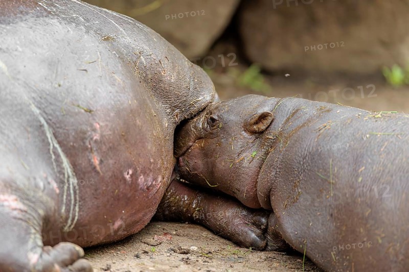 A female pygmy hippopotamus (Choeropsis liberiensis) nurses its calf. Liberia, West-Afrika
