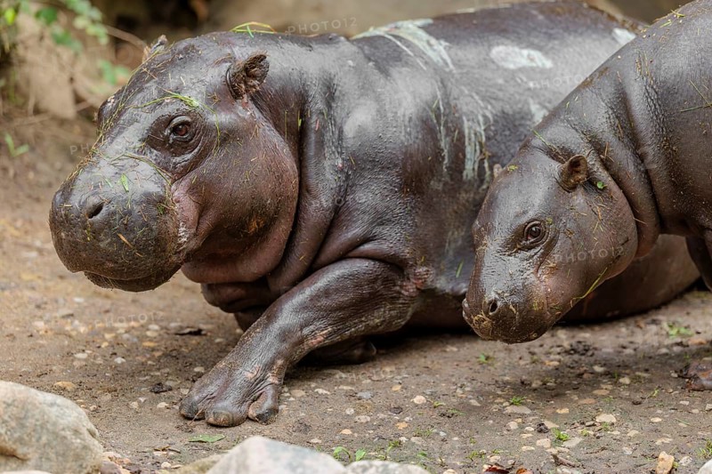 A female pygmy hippopotamus (Choeropsis liberiensis) stands next to its mother. Liberia, West Africa