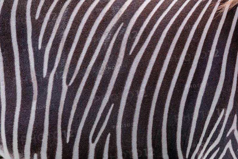 Pattern of a Grévy's zebra (Equus grevyi) fur. Botswana