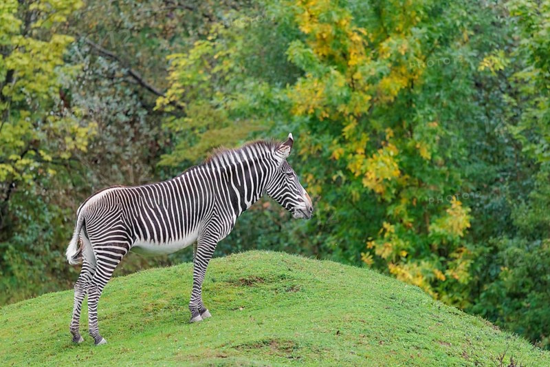 A Grévy's zebra (Equus grevyi) stands in a green meadow in hilly terrain. Botswana