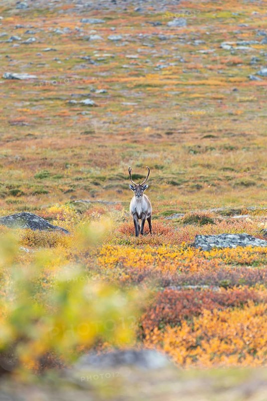 Reindeer at Abisko National Park in the colourful autumn of Lapland below Lapporten, Cuonjávággi