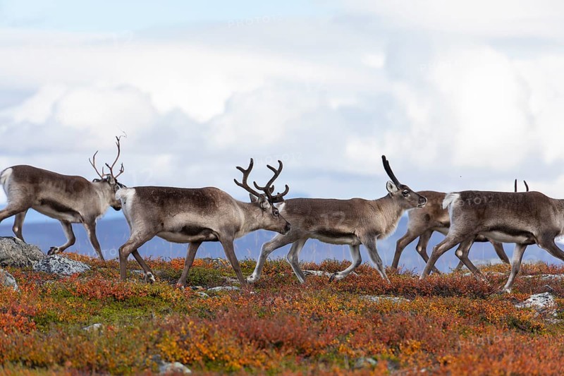 Reindeer herd at Abisko National Park in the colourful autumn of Lapland below Lapporten, Cuonjávággi