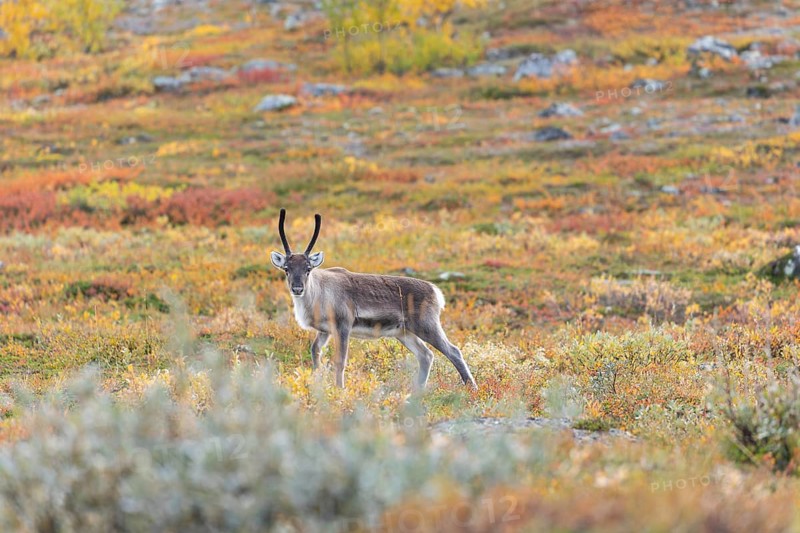 Reindeer at Abisko National Park in the colourful autumn of Lapland below Lapporten, Cuonjávággi