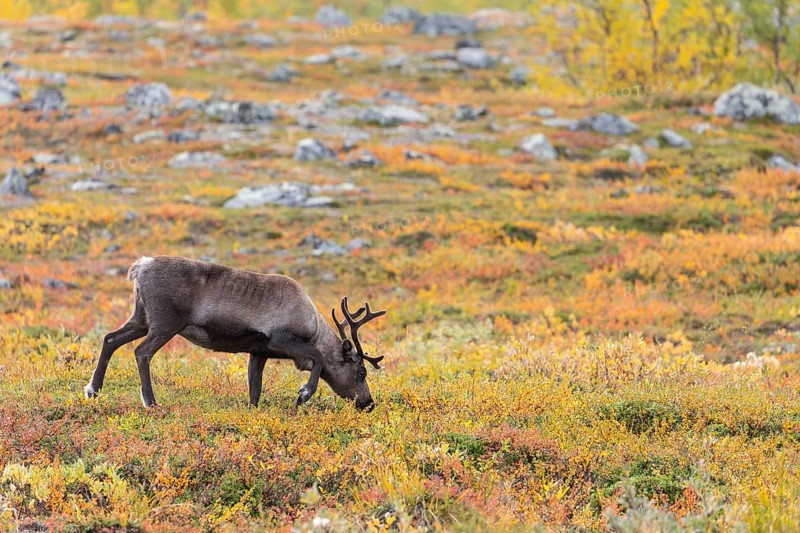 Reindeer at Abisko National Park in the colourful autumn of Lapland below Lapporten, Cuonjávággi