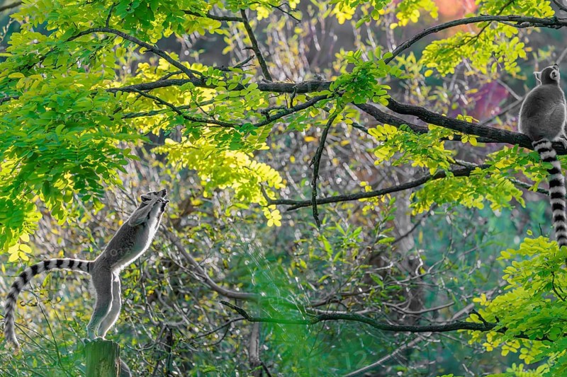 A ring-tailed lemur (Lemur catta) jumps onto a branch against the light on a sunny day. Southern and southwestern Madagascar