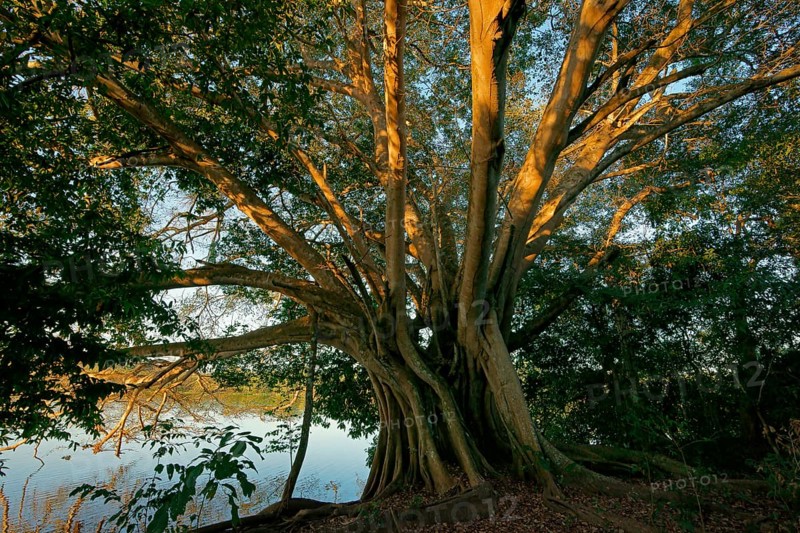 Ficus spec on the riverbank in the Pantanal Brazil