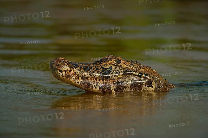 Spectacled caiman (Caiman yacare, Caiman crocodilus yacare), portrait, Pantanal, Brazil, South America