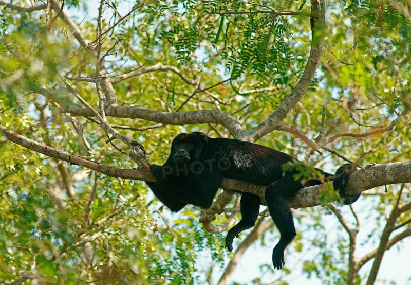 Black howler (Alouatta) male, Pantanal, inland, wetland, UNESCO Biosphere Reserve, World Heritage Site, wetland biotope, Mato Grosso, Brazil, South America