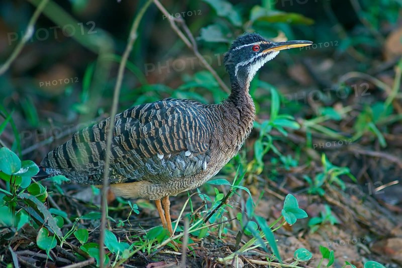 Sun rail (Eurypyga helias) Pantanal Brazil