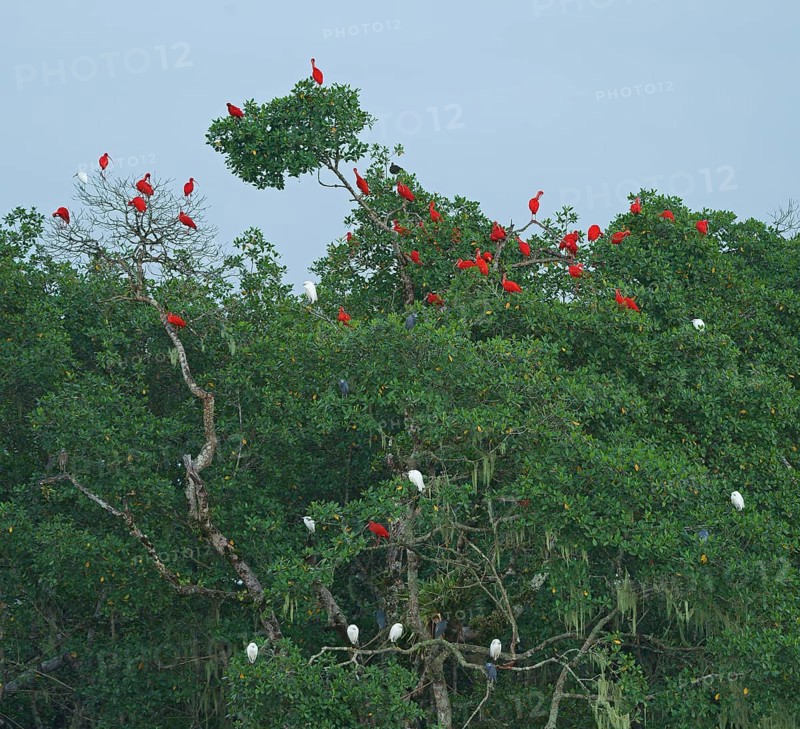 Scarlet Ibis (Eudocimus ruber), Mata Atlantica, Brazil, South America