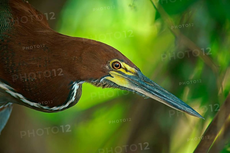 Marbled heron (Tigrisoma lineatum), Pantanal, Brazil, South America