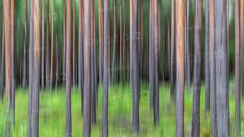 Abstract image of tree trunks and forest floor, pine forest, with blur, wipe effect, Norway