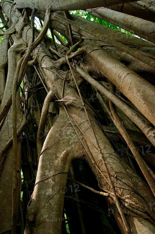 Strangler fig (Ficus), fig, Indonesia