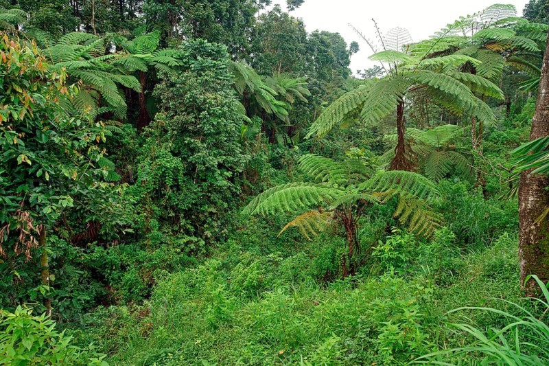 Tree fern Indonesia