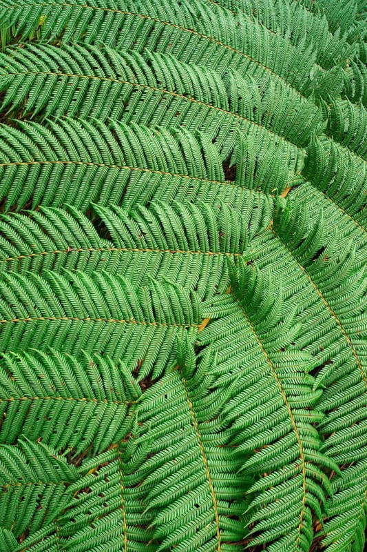 Tree fern Indonesia