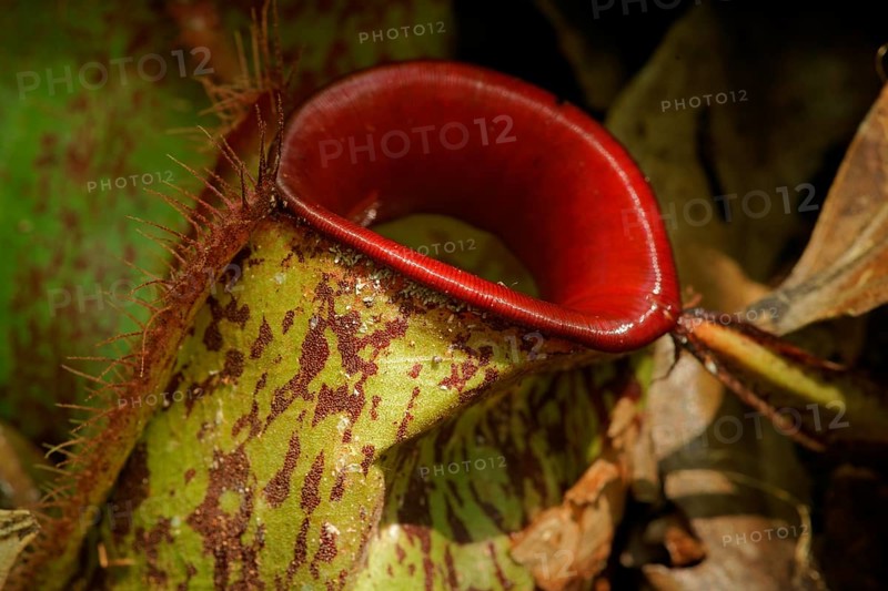 Pitcher plant, Borneo, Indonesia
