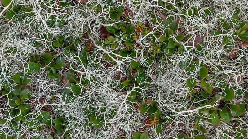 Ground vegetation with Reindeer lichen (Cladonia rangiferina), alpine tundra, Dovrefjell, Norway