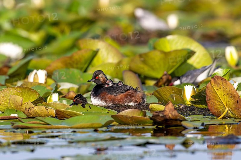 Black-necked Grebe (Podiceps nigricollis) at the nest with young, Danube Delta, Romania