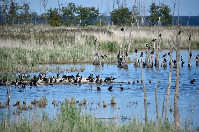 Kormorane, (Phalacrocorax carbo) in den Wasserläufen und Salzwiesen auf dem Darß, nahe der Ostsee, Mecklenburg-Vorpommern, Deutschland