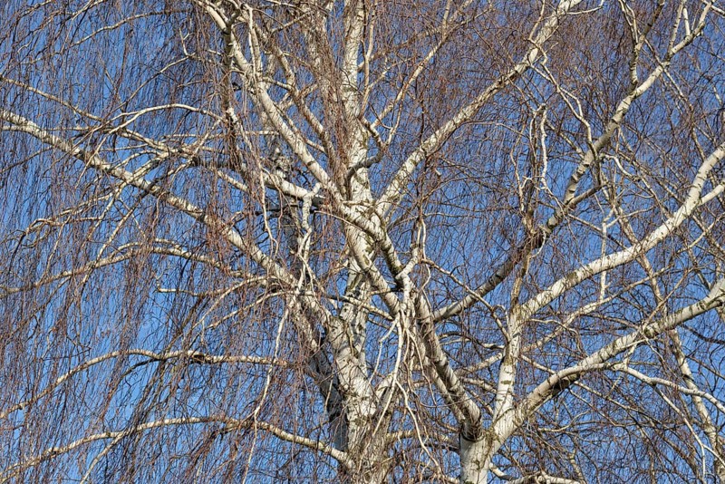 Birke (Betula), Blick in die Baumkronen, blauer Wolkenhimmel, Nordrhein-Westfalen, Deutschland