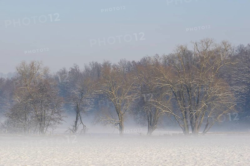 Winterlandschaft, Bodennebel steigt vor schneebedeckten Bäumen auf, Nordrhein-Westfalen, Deutschland
