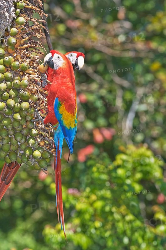 Scarlet Macaws (Ara macao) perching on a tree, Corcovado National Park, Osa Peninsula, Costa Rica