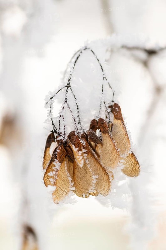 Ice crystals from roarfrost on Amur maple (Acer tataricum subsp. ginnala) seeds at sunshine in winter, Bavaria, Germany