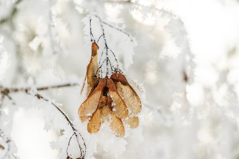 Ice crystals from roarfrost on Amur maple (Acer tataricum subsp. ginnala) seeds at sunshine in winter, Bavaria, Germany